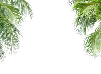 Coconut palm leaf isolated on white background