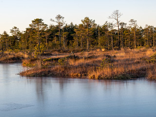 Wall Mural - beautiful bog landscape in the morning