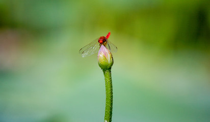 Wall Mural - Dragonfly on a lotus flower. Macro. The Volga River Delta. Summer