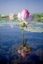 Blooming Lotus In The Volga River Delta. . Summer