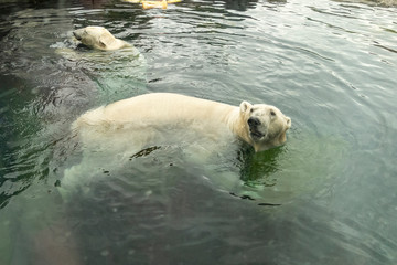 large polar bear enjoying a swim at the zoo