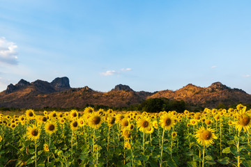 Wall Mural - sunflower at kao jeen lae mountain in lopburi, thailand