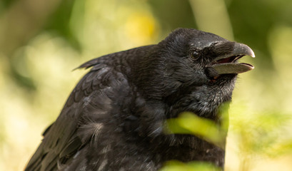 Crow in the wild