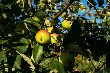 Ripe red green apples on the tree.