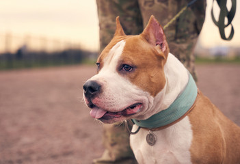 Canvas Print - Fighting Terrier brown ginger color with short hair. Beautiful dog on leash. Person keeps pet at distance. The evening, the sunset sky, animals walking on ground for training dogs.