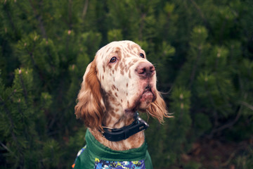 Wall Mural - Beautiful brown dog with spots on the muzzle medium-sized hanging curly ears. Springer Spaniel in front of the green trees