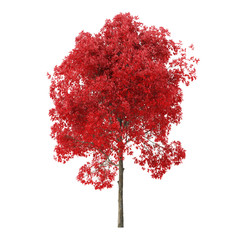 Wall Mural - Tree on a white background. Tree with red foliage. Clipping path included. 3D rendering.