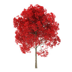 Wall Mural - Tree on a white background. Tree with red foliage. Clipping path included. 3D rendering.