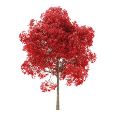 Wall Mural - Tree on a white background. Tree with red foliage. Clipping path included. 3D rendering.