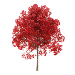 tree on a white background. tree with red foliage. clipping path included. 3d rendering.