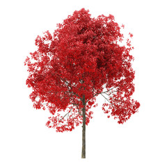 Wall Mural - Tree on a white background. Tree with red foliage. Clipping path included. 3D rendering.