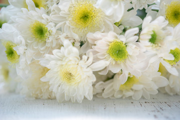 Wall Mural - white flower background