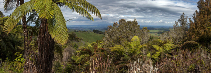 Ferns in tropical forest New Zealand Panorama