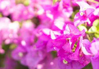 Wall Mural - Closeup pink bougainvillea flowers in the garden, selective focus