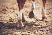 The Thin, Elegant Legs Of A Sorrel Horse With Unshod Hooves That Raise Dust In The Air As They Walk On Sand Lit By Sunlight.