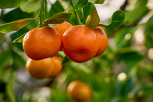 Mandarins Are Growing On A Tree Branch With Green Leaves And Blurred Green Background Bokeh.