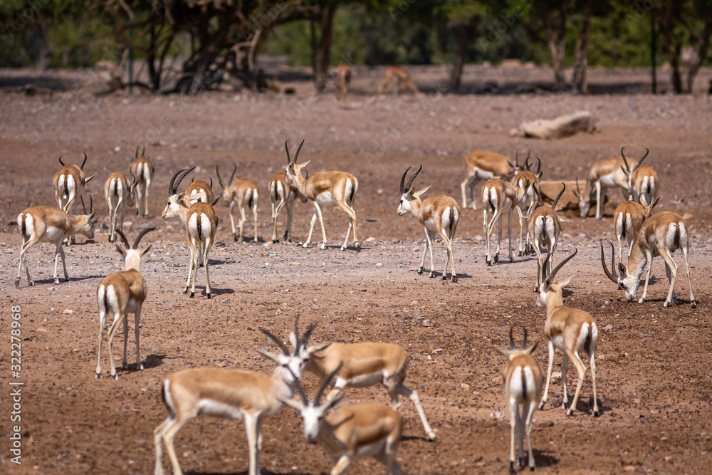 Group of a beautiful young sand gazelles (Gazella Marica) in the park ...