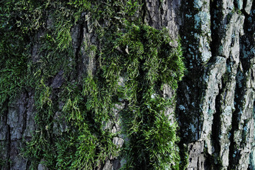 Wall Mural - Moss and lichen on the bark