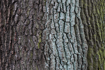 Wall Mural - Tree bark