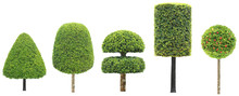 Collection Set Of Different Shape Of Topiary Tree Isolated On White Background For Formal Japanese And English Style Artistic Design Garden With Clipping Path