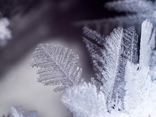 Wall Mural - snow and ice feathers on ice