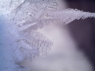 Wall Mural - snow and ice feathers on ice