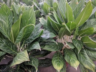 Wall Mural - Close up of potted light green Aglaonema leaves with white stems