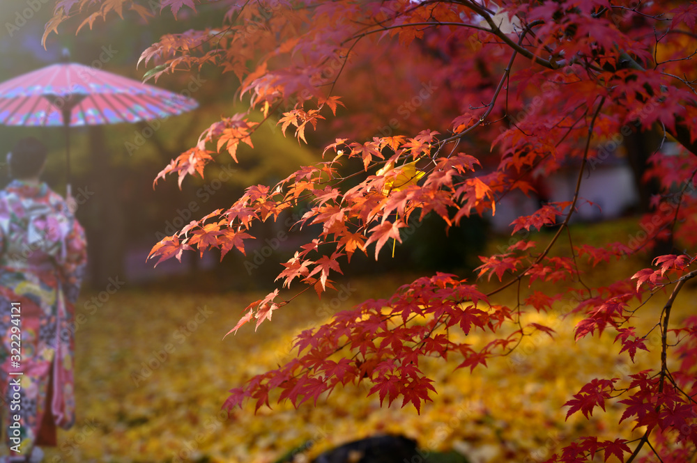 ginkgo tree branch in garden park with morning light and woman in ...
