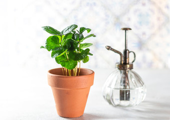 home gardening, hobby. coffee tree in a pot in the interior on light background.