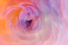 Gentle Pink Flower Closeup