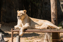 Chiang Mai , Thailand - January, 19, 2020 :White Lion In The Chiang Mai Zoo, Thailand.
