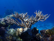Deer Horn Coral In The Ocean. Hard Stanghorn Coral In The Sea Near Coral Reef Deep Underwater. School Of Tropical Fish.