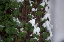 A Large Tree Trunk With Green Leaves And Vines Growing On It Coverd In Snow.