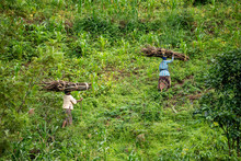 Lushoto, Tanzania - January 2020: A Women Carrying Firewood Logs On Their Heads Gping Through The Mountain Jungle In Usambara Mountains