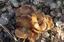 Family Of Large Yellow Mushrooms On Background Of Brown Leaves. Glade Of Autumn Mushrooms. Beautiful Mushroom Background