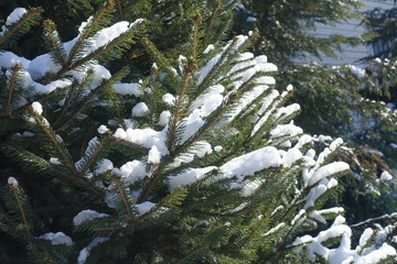 Upright green branches of spruce covered with snow in winter