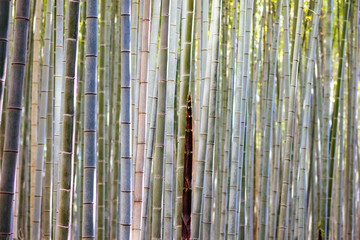 Canvas Print - Arashiyama Bamboo Forest in Southern Kyoto Japan