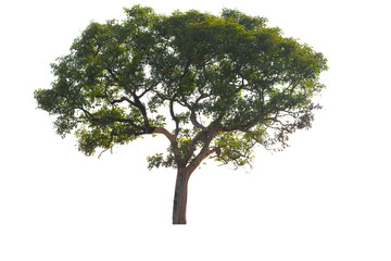 Tree with green leaves on a white background