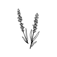 Lovely Lavender Icon . Botanical Element For Health And Beauty Natural Products, Logo. Herbs. Hand Drawn Vector Floral Illustration In Doodle Style Outline Drawing Isolated On White Background