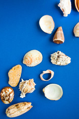 Summer time concept with sea shells on classic blue color background. 2020 color trend.