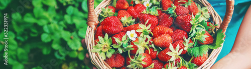 Fotomural The child collects strawberries in the garden. Selective focus.