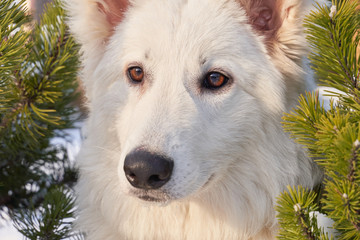 Wall Mural - Horizontal image of an animal in winter in snow. Dog on walk in bright Sunny day.