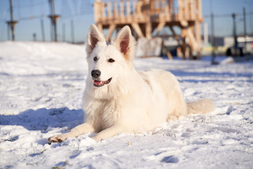 Wall Mural - Horizontal image of an animal in winter in snow. Dog on walk in bright Sunny day.