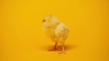 Fluffy And Small Chicken On Yellow