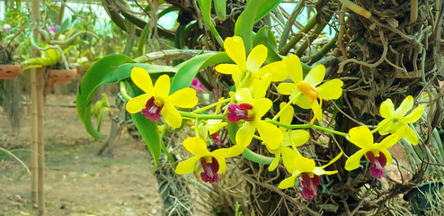 Wall Mural - Yellow orchid garden with leaves and tree background in floral park. Tropical flower and Beauty of nature 