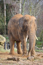 Beautiful African Elephant At The Zoo