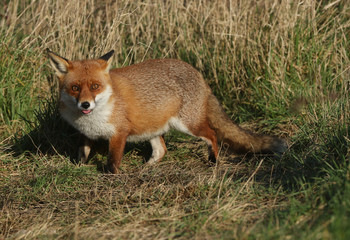 Wall Mural - A magnificent hunting wild Red Fox, Vulpes vulpes, standing in a meadow poking out its tongue.