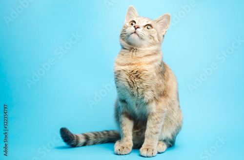Fotografía Gray tabby cat on a blue background looks up