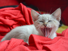 Closeup On A Kitty Yawning Over A Red Blanket