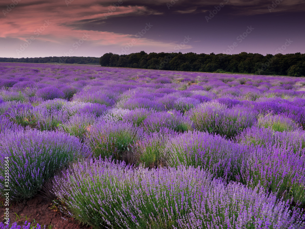 lavender field in provence france - obrazy, fototapety, plakaty 